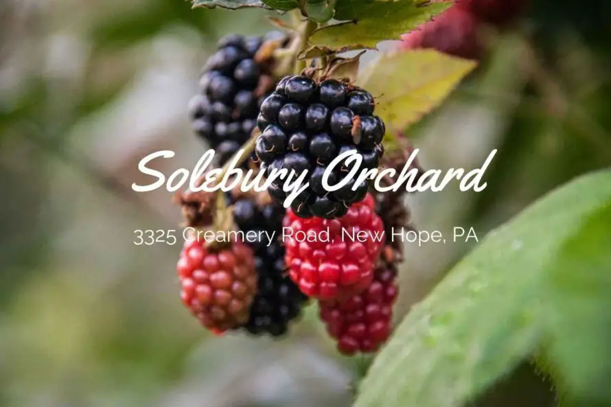 Solebury Orchard, Bucks County