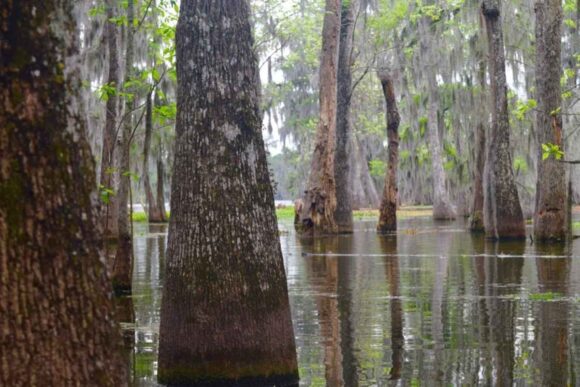 Louisiana Swamp tour