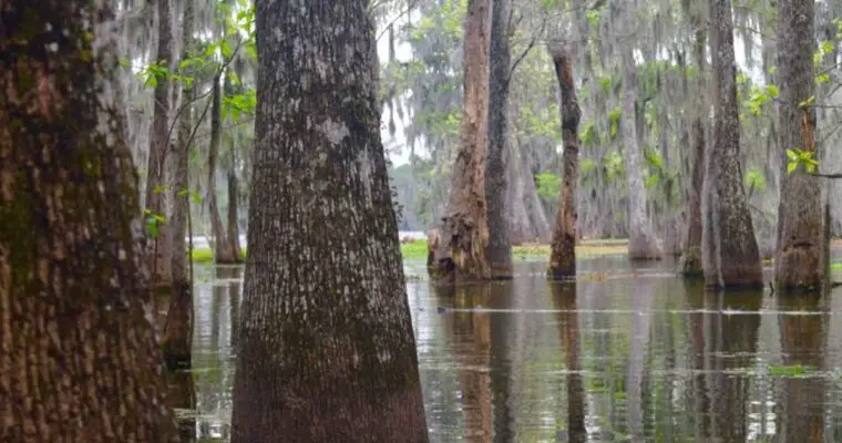 Best Bits of the Louisiana Swamp Tour