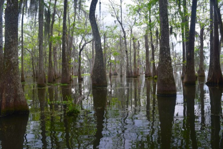 Best Bits of the Louisiana Swamp Tour