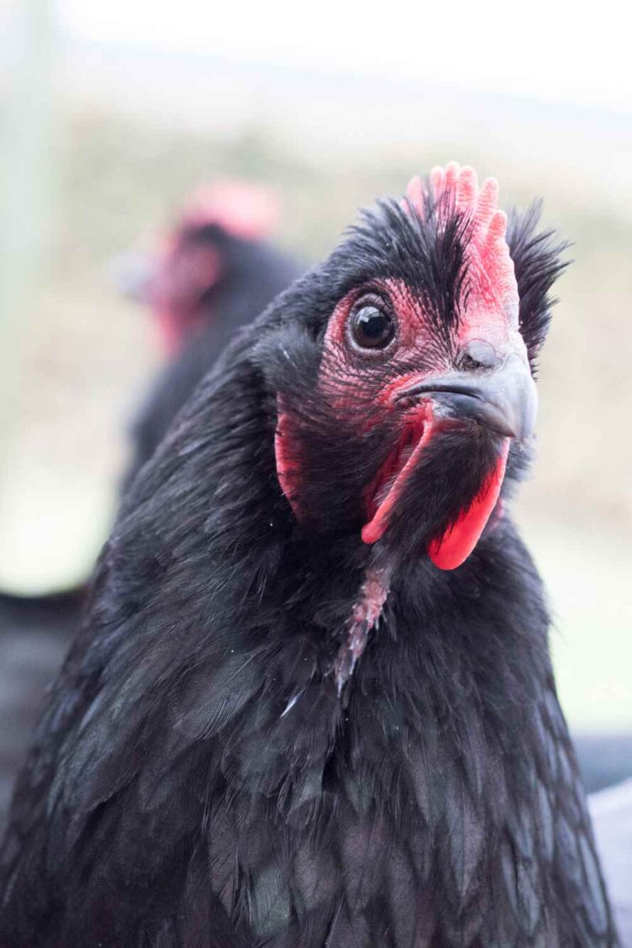 Ayam Cemami Black Chicken
