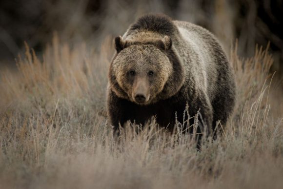 Grizzly bear by Harry Collins from Getty Images