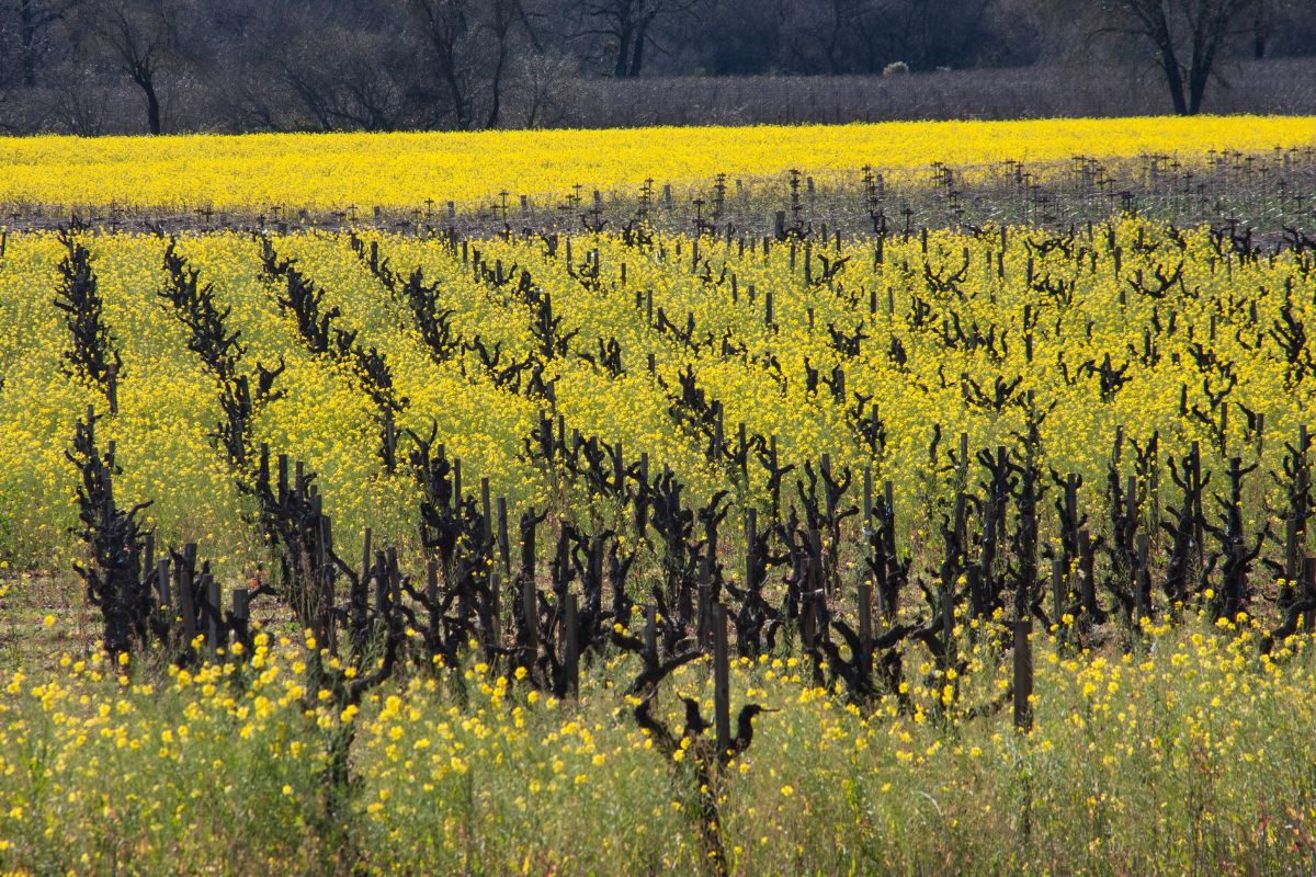 2. Healdsburg, California Rachel_Hunter from Getty Images