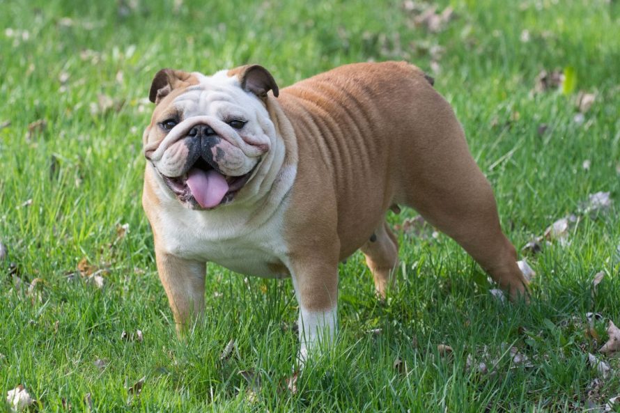 5. English Bulldog