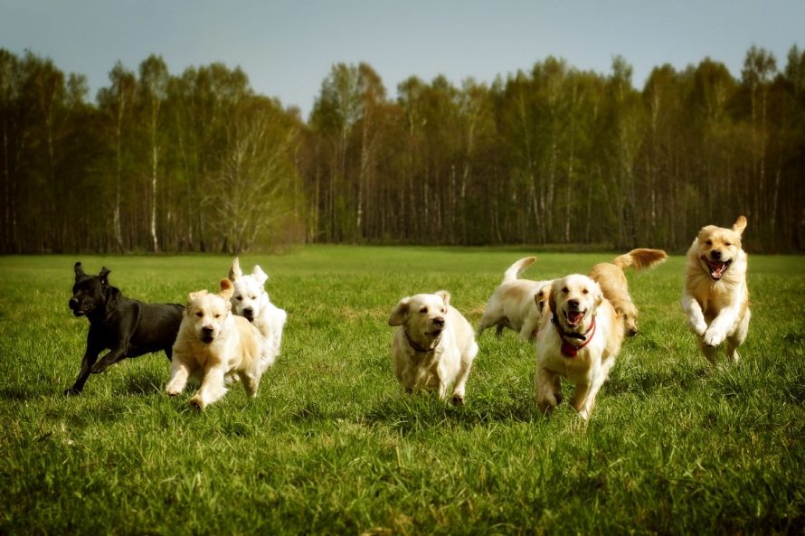 Popular dogs Garosha from Getty Images Pro