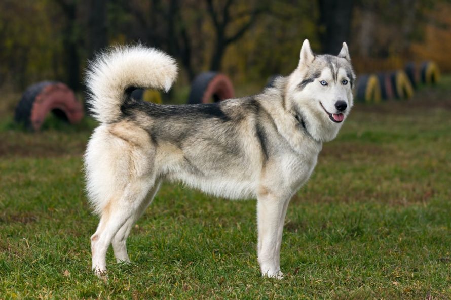 Siberian Husky