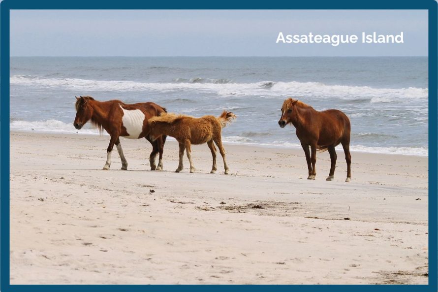 8. Assateague Island, Maryland & Virginia