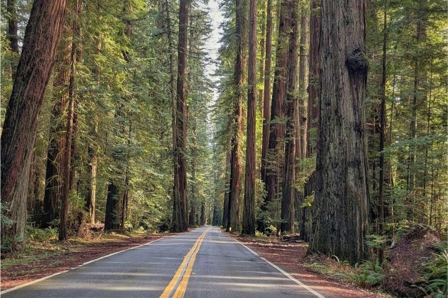 14 Avenue of the Giants PC