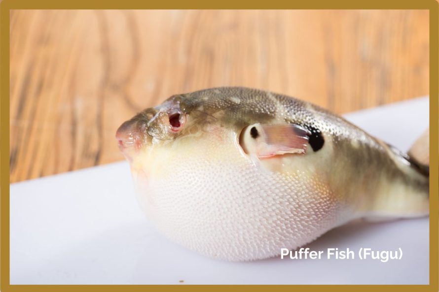 Puffer Fish (Fugu)