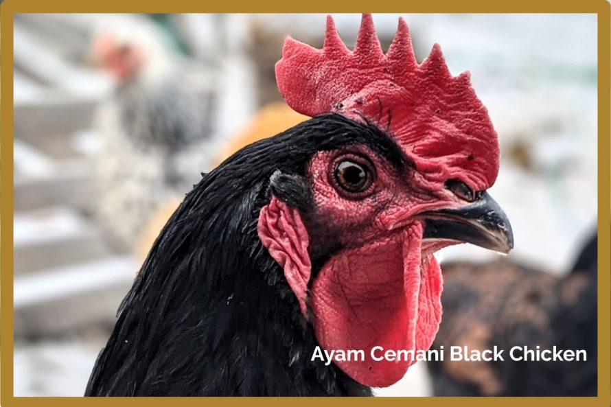 chickenTabitha Favor from Pexels